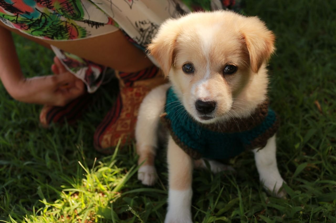Services Adorable puppy wearing a sweater enjoying the outdoors in Vietnam. Perfect for pet lovers.
